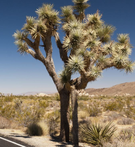 southwest auto transport passing a yucca tree